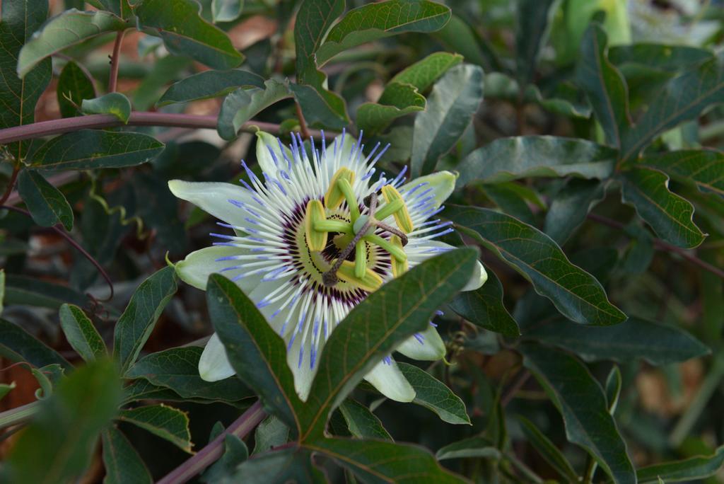 Willa Traditional Fioretta Mármaron